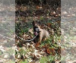 Small Photo #1 German Shepherd Dog-Mutt Mix Puppy For Sale in MAINEVILLE, OH, USA