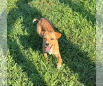 Small #2 Labrador Retriever Mix