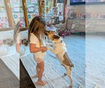 Small #7 Jack-Rat Terrier