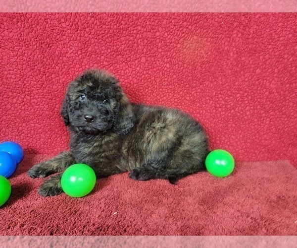 Medium Photo #1 Goldendoodle-Poodle (Toy) Mix Puppy For Sale in BLACK FOREST, CO, USA