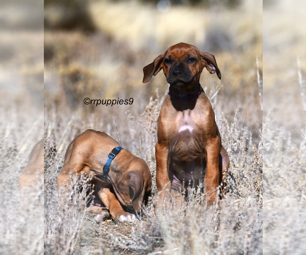 Medium Photo #2 Rhodesian Ridgeback Puppy For Sale in FAIRPLAY, CO, USA