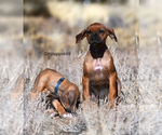 Small #1 Rhodesian Ridgeback