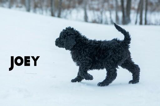 Medium Photo #12 Labradoodle-Poodle (Standard) Mix Puppy For Sale in SAINT CLOUD, MN, USA