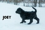 Small Photo #12 Labradoodle-Poodle (Standard) Mix Puppy For Sale in SAINT CLOUD, MN, USA
