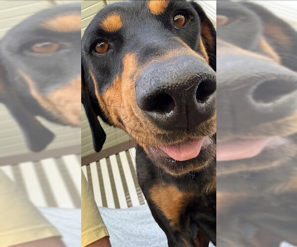 Medium Photo #4 Doberman Pinscher Puppy For Sale in MIDWAY, UT, USA
