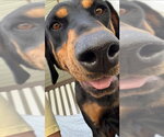 Small #3 Doberman Pinscher
