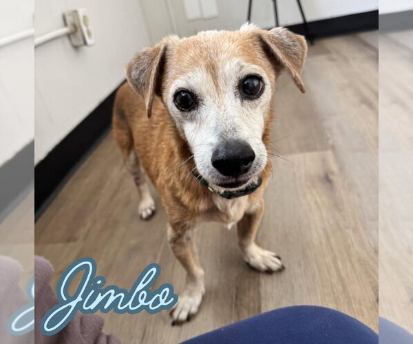 Medium Photo #14 Dachshund-Unknown Mix Puppy For Sale in San Antonio, TX, USA