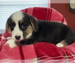 Small Photo #19 Cardigan Welsh Corgi Puppy For Sale in DEARBORN, MO, USA