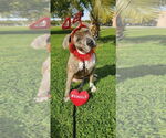 Small #22 American Staffordshire Terrier