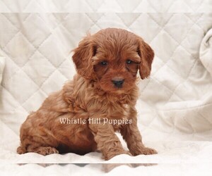 Cavapoo Puppy for sale in DENVER, PA, USA