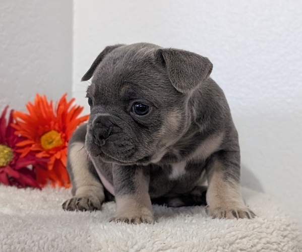 Medium Photo #41 French Bulldog Puppy For Sale in GOSHEN, IN, USA