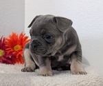 Small Photo #41 French Bulldog Puppy For Sale in GOSHEN, IN, USA