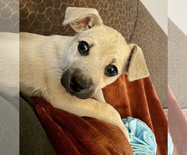 Medium Photo #3 Mountain Cur-Unknown Mix Puppy For Sale in Plainfield, IL, USA