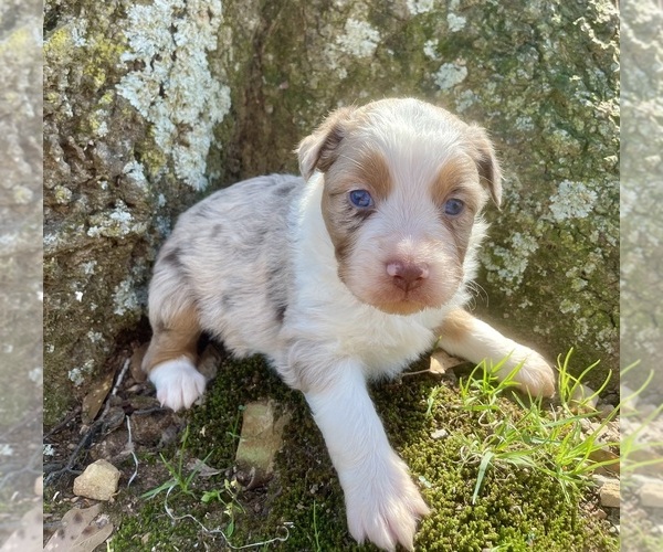 Medium Photo #1 Miniature Australian Shepherd Puppy For Sale in AMITY, AR, USA