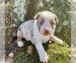 Small Miniature Australian Shepherd