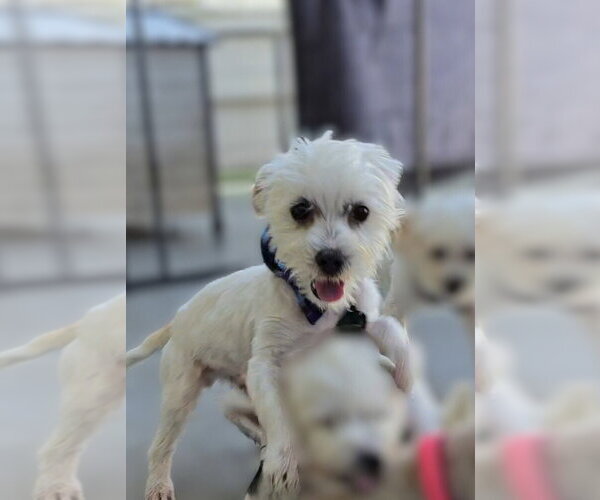 Medium Photo #2 Havamalt Puppy For Sale in Pacifica, CA, USA