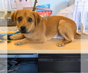 Beagle-Unknown Mix Dogs for adoption in Long Beach, CA, USA