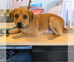 Small Beagle Mix