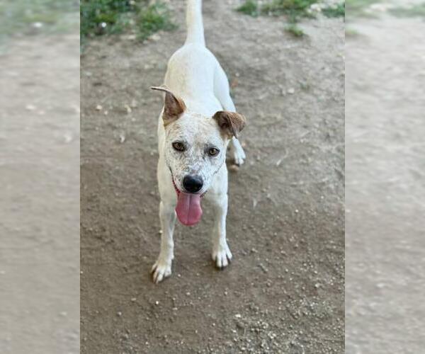 Medium Photo #1 Mutt Puppy For Sale in Riverside, CA, USA