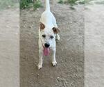 Small Mutt