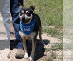 Small English Bullweiler