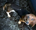 Small #1 Basset Hound