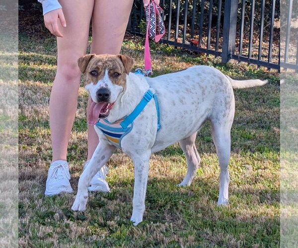 Medium Photo #9 Mutt Puppy For Sale in Rosenberg, TX, USA