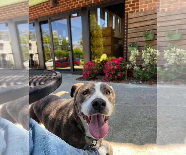 Medium Photo #7 Mutt Puppy For Sale in Rustburg, VA, USA