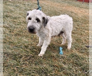 Mother of the Whoodle (Miniature) puppies born on 11/25/2025