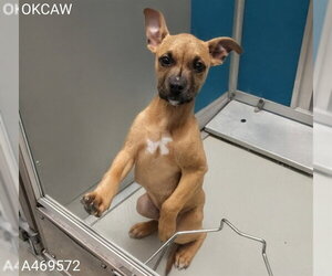 Boxer-Unknown Mix Dogs for adoption in Oklahoma City, OK, USA