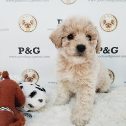 Maltese-Poodle (Toy) Mix Puppy for sale in TEMPLE CITY, CA, USA