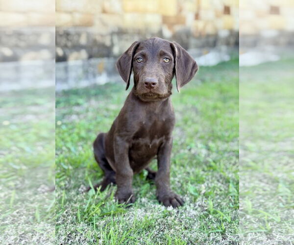 Medium Photo #3 Labradoodle Puppy For Sale in PIPE CREEK, TX, USA