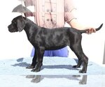 Small #3 Cane Corso