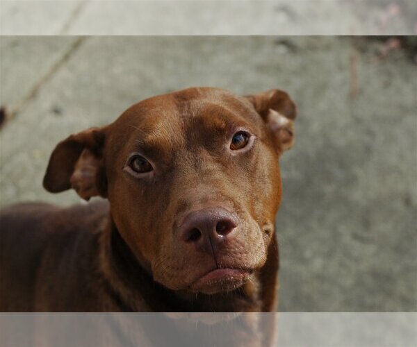 Medium Photo #6 Doberman Pinscher-Labrador Retriever Mix Puppy For Sale in Blacklick, OH, USA