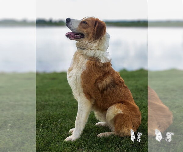 Medium Photo #6 Australian Shepherd-Collie Mix Puppy For Sale in Evansville, IN, USA