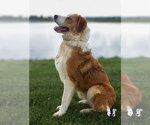 Small #5 Australian Shepherd-Collie Mix