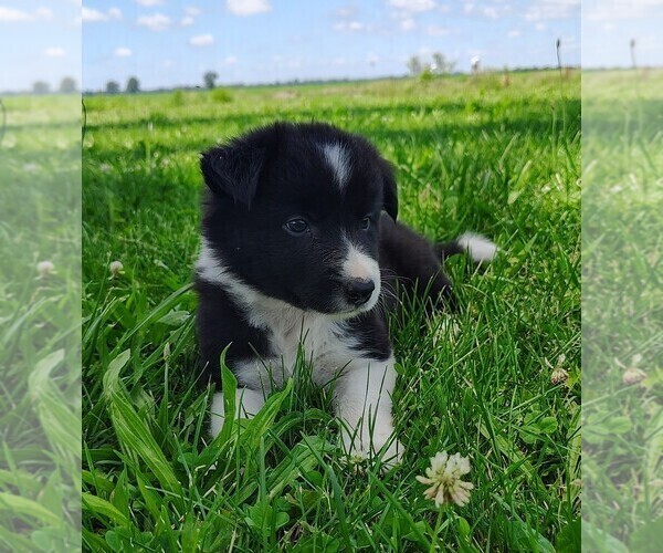 Medium Photo #76 Border Collie Puppy For Sale in NORBORNE, MO, USA