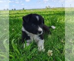 Small Photo #76 Border Collie Puppy For Sale in NORBORNE, MO, USA