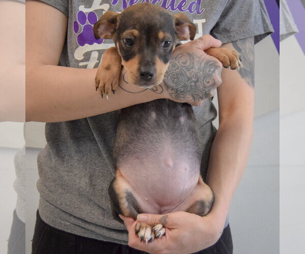 Medium Photo #7 Jack Russell Terrier-Unknown Mix Puppy For Sale in Huntley, IL, USA