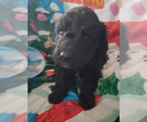 Aussiedoodle Miniature Puppy for sale in HAZLETON, IA, USA