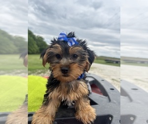 Yorkshire Terrier Puppy for sale in LANCASTER, MO, USA