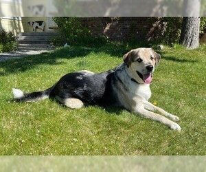 Labrador Retriever-Siberian Husky Mix Dogs for adoption in Boise, ID, USA
