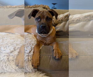 Mutt Dogs for adoption in Goodyear, AZ, USA