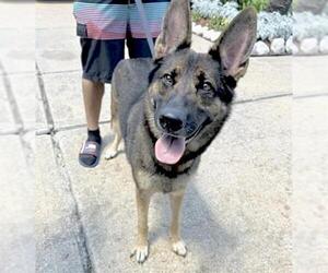 German Shepherd Dog Dogs for adoption in Houston, TX, USA