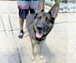 Small German Shepherd Dog