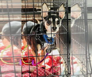 Carlo - Male Chipin Dog for Adoption - Photo #6