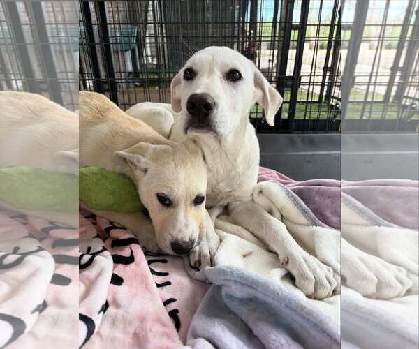 Medium Photo #3 Anatolian Shepherd Puppy For Sale in Turlock, CA, USA