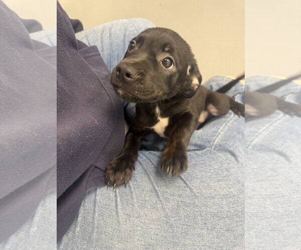 Medium Photo #1 Labrador Retriever-Unknown Mix Puppy For Sale in Hilton Head, SC, USA