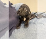 Small Labrador Retriever Mix