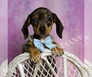 Dachshund Puppy for sale in WARSAW, IN, USA
